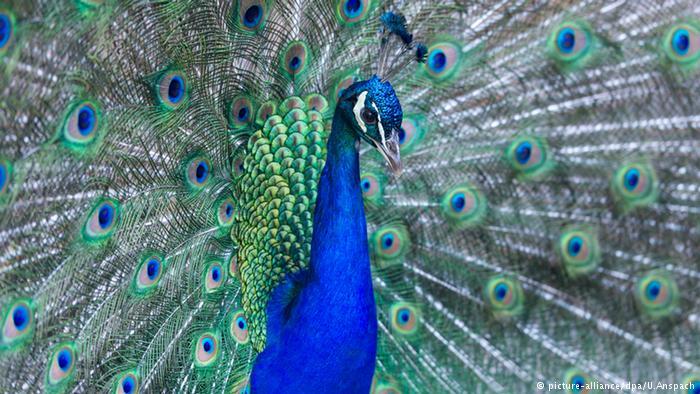 Keajaiban Evolusi Ciptakan Burung Warna-Warni