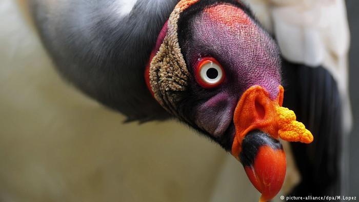Keajaiban Evolusi Ciptakan Burung Warna-Warni