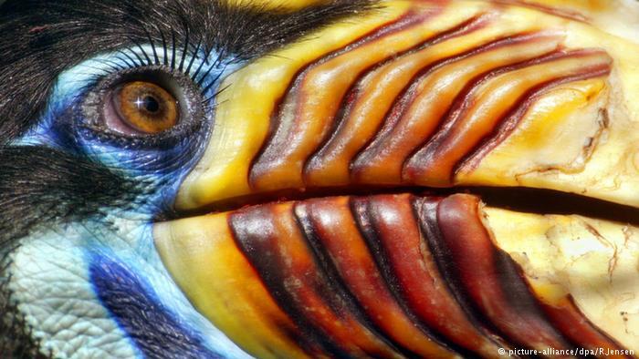 Keajaiban Evolusi Ciptakan Burung Warna-Warni