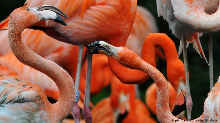 Keajaiban Evolusi Ciptakan Burung Warna-Warni