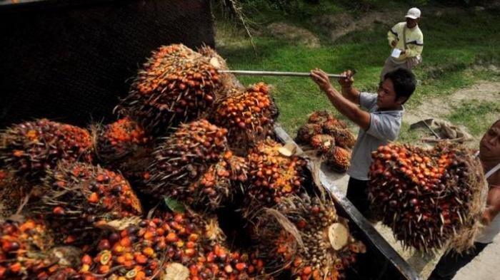 Kebun Kelapa Sawit Rakyat Akan Disertifikasi