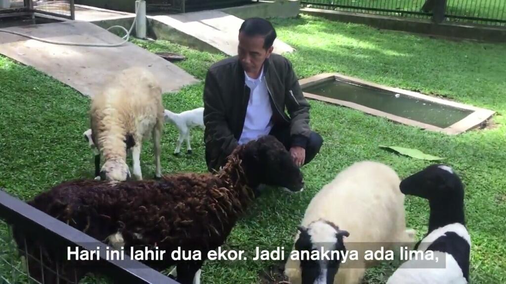 Ketika Presiden Nge-Vlog Kelahiran Dua Anak Kambing