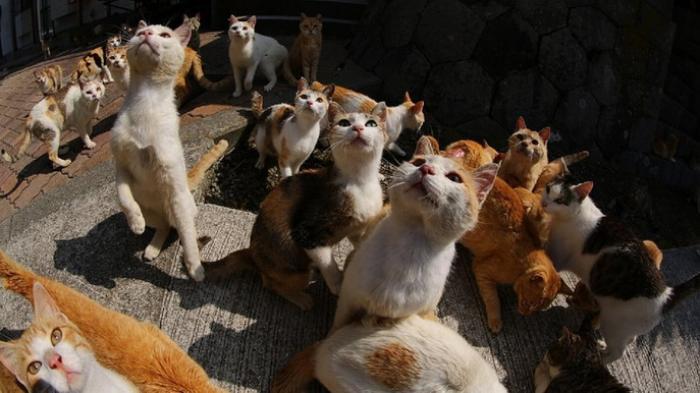 Di Pulau Ini Populasi Kucing Mengalahkan Manusia