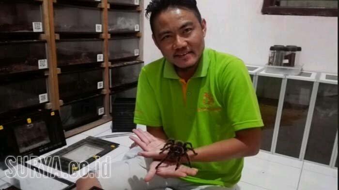11 Tahun Mengoleksi Tarantula, Kini Pemuda ini Punya 2 Ribu Ekor di Kamar