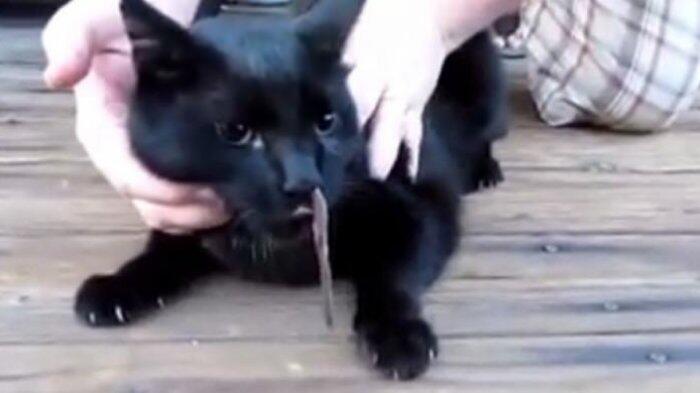 Ular Ini Nyangkut di Lubang Hidung Kucing, Apa yang Terjadi Setelahnya?