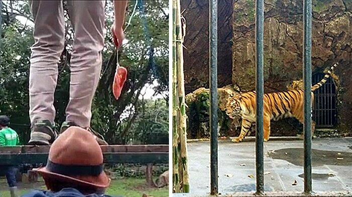 Bocah 4 Tahun Diterkam Harimau Saat Hendak Berfoto di Museum Satwa Jatim Park 2