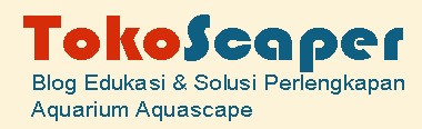 Begini Cara Membuat Aquascape
