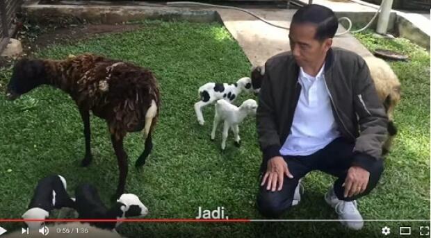 Jokowi Buat Vlog Kelahiran 2 Anak Kambingnya