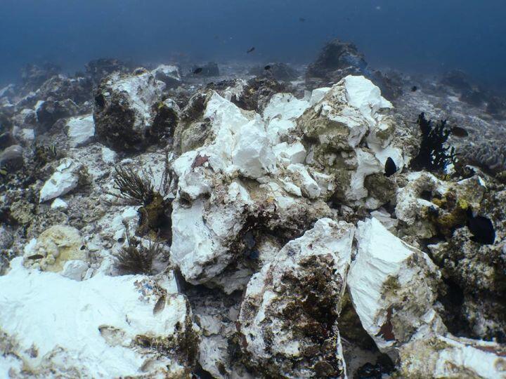OMG Wajah Terumbu Karang Raja Ampat Setelah Dirusak Kapal Pesiar