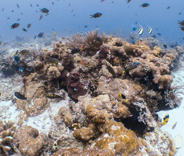 OMG Wajah Terumbu Karang Raja Ampat Setelah Dirusak Kapal Pesiar