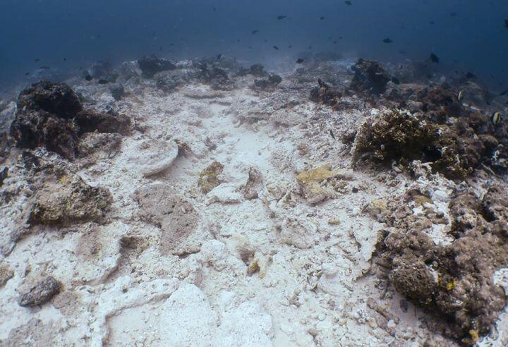 OMG Wajah Terumbu Karang Raja Ampat Setelah Dirusak Kapal Pesiar