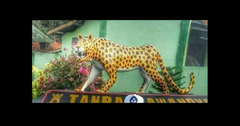 Viral! Ini Deretan Foto Macan Tampan