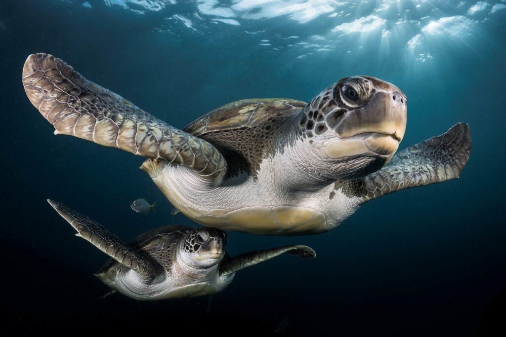 Keren Gan!! Ini Dia 9 Foto Bawah Laut Paling Keren Yang Pernah Diabadikan 