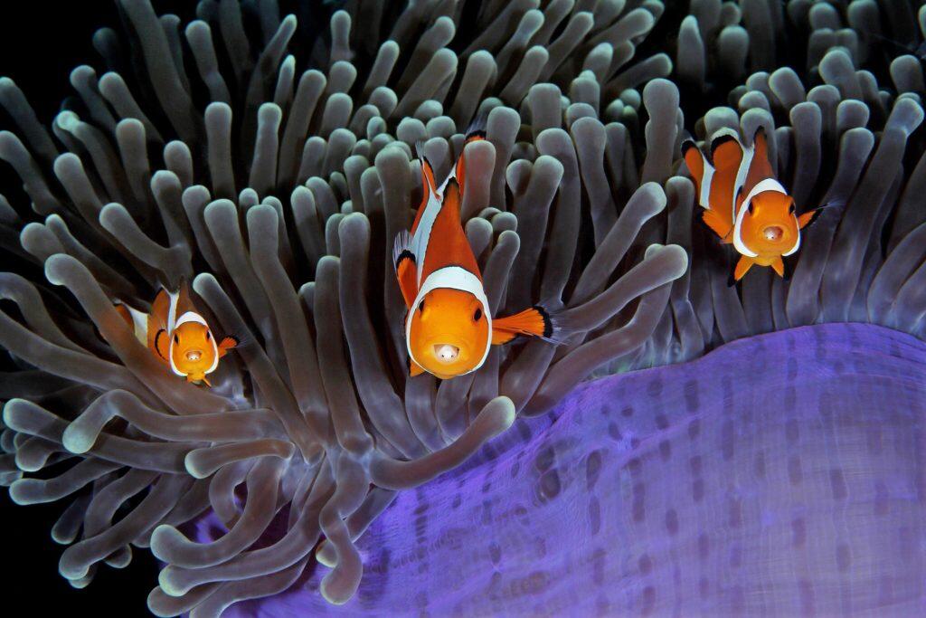 Keren Gan!! Ini Dia 9 Foto Bawah Laut Paling Keren Yang Pernah Diabadikan 