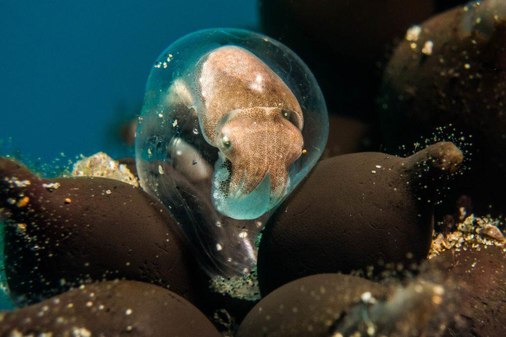Keren Gan!! Ini Dia 9 Foto Bawah Laut Paling Keren Yang Pernah Diabadikan 