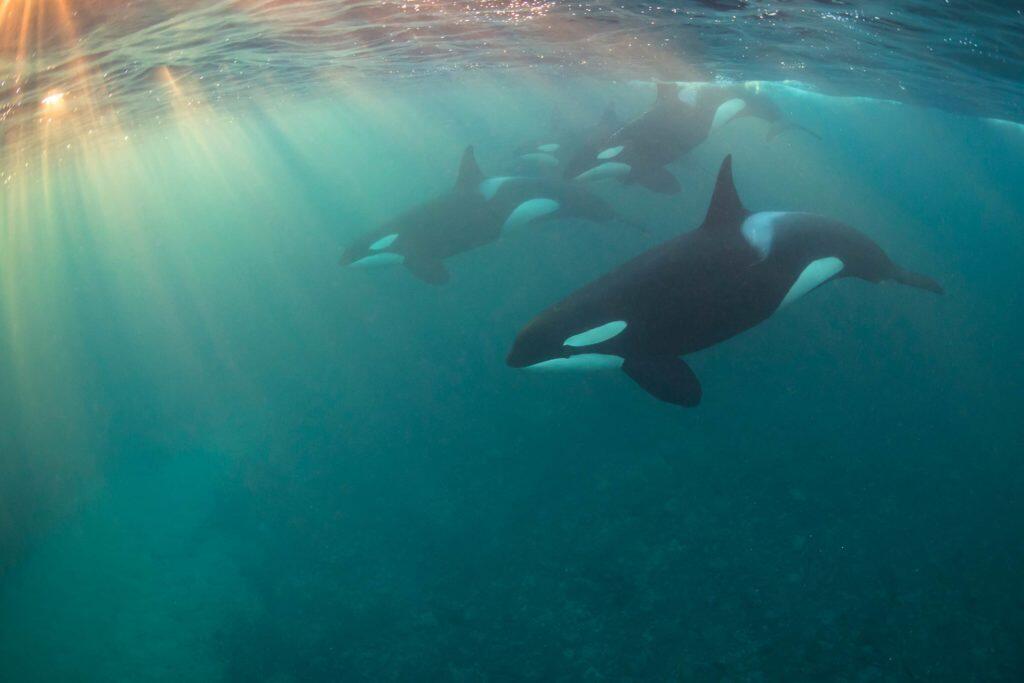 Keren Gan!! Ini Dia 9 Foto Bawah Laut Paling Keren Yang Pernah Diabadikan 