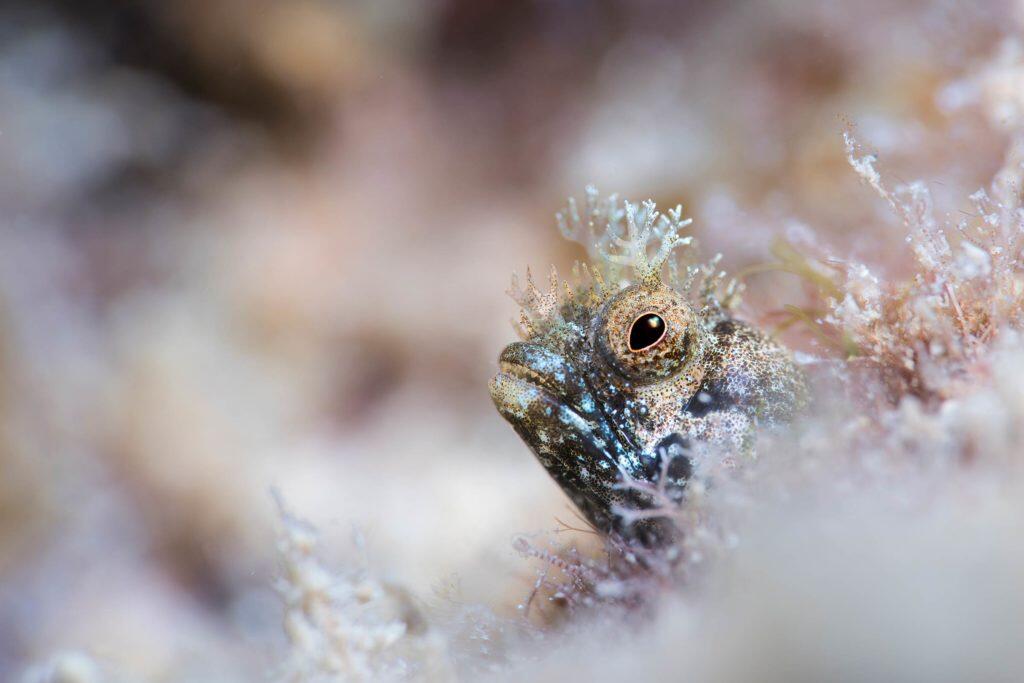 Keren Gan!! Ini Dia 9 Foto Bawah Laut Paling Keren Yang Pernah Diabadikan 