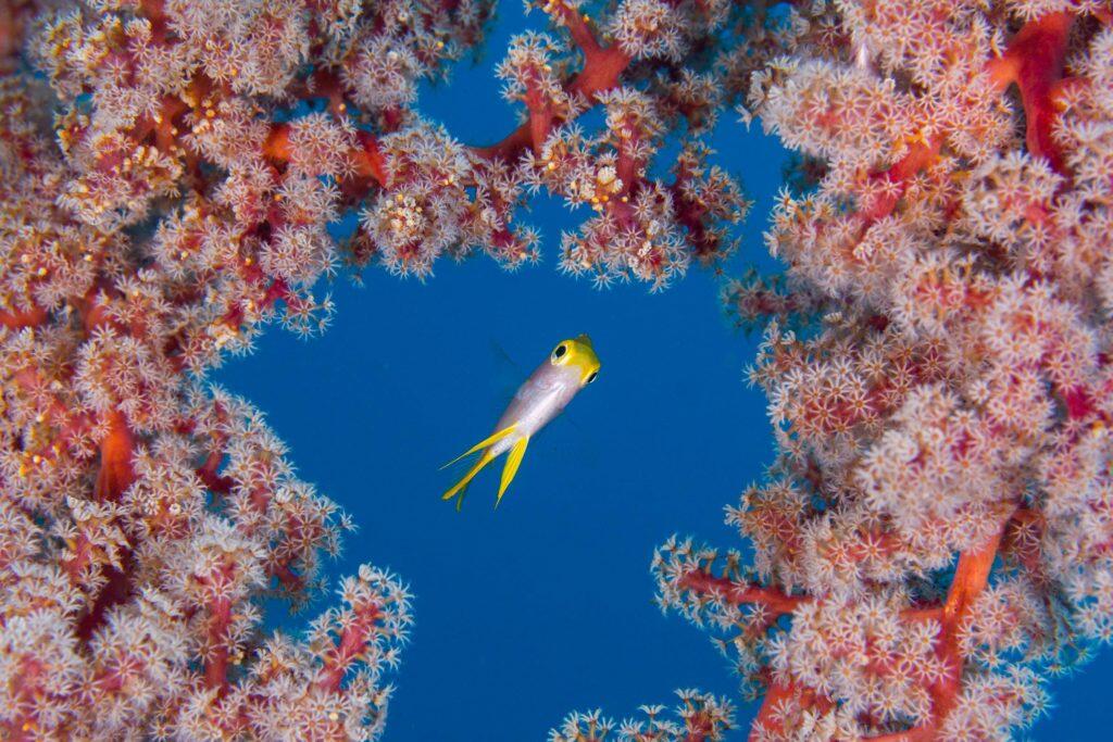 Keren Gan!! Ini Dia 9 Foto Bawah Laut Paling Keren Yang Pernah Diabadikan 