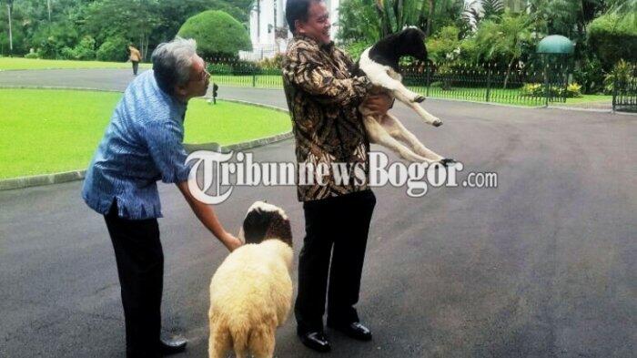 Kambing Peliharaan Jokowi Lepas, Pegawai Istana Sibuk