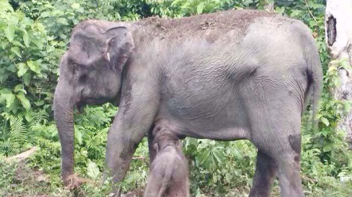 Gajah Saree Melahirkan Anak di CRU Trumon