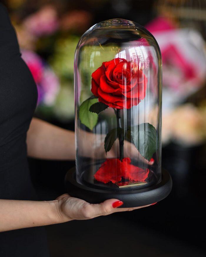 Bunga Mawar di "Beauty and The Beast" Ternyata Benar Ada dan Tahan Selama 3 Tahun