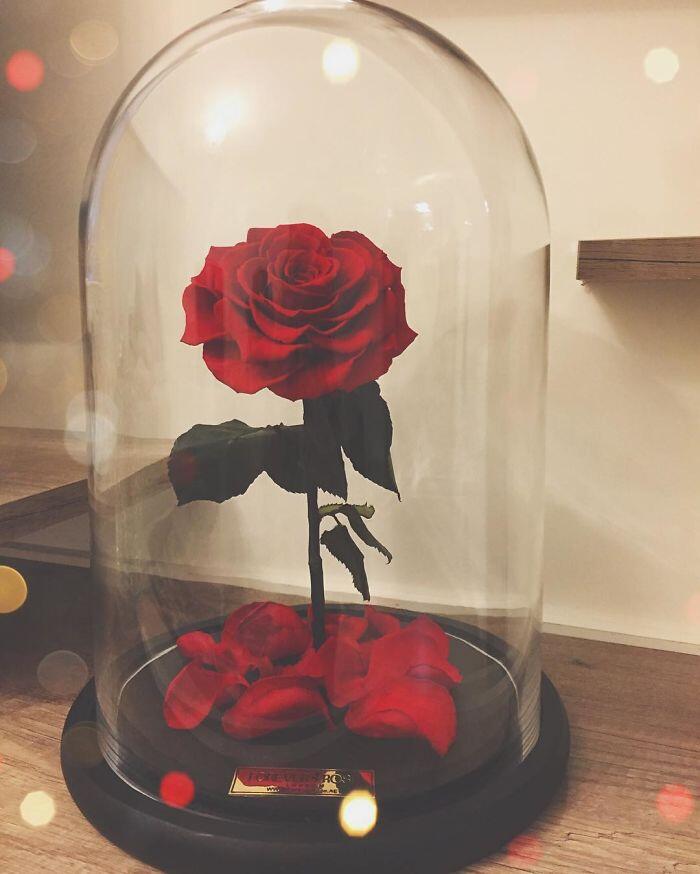 Bunga Mawar di &quot;Beauty and The Beast&quot; Ternyata Benar Ada dan Tahan Selama 3 Tahun