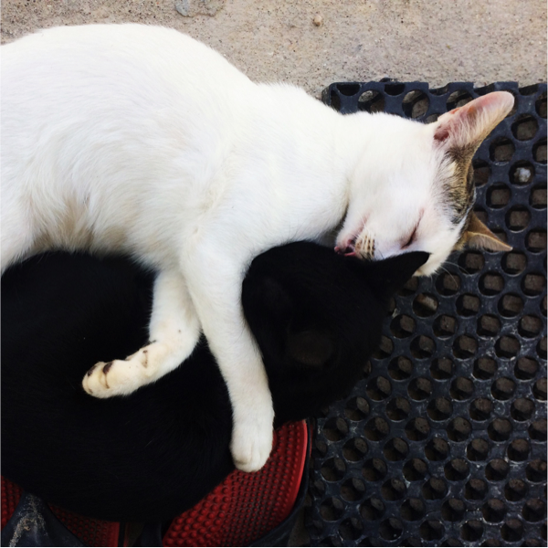 &#91;HOT&#93; belajar bahasa kucing dari meongannya