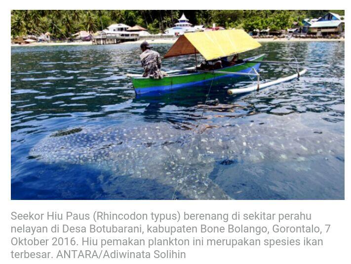 Terjerat Sero Nelayan Konawe, Hiu Paus Berhasil Dilepas