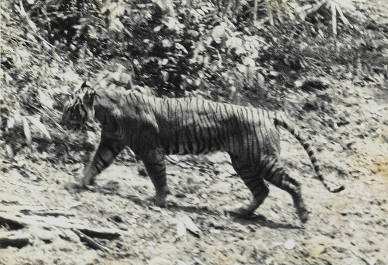 Rampogan Sima, Tradisi Membantai Macan di Tanah Jawa