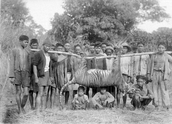 Rampogan Sima, Tradisi Membantai Macan di Tanah Jawa