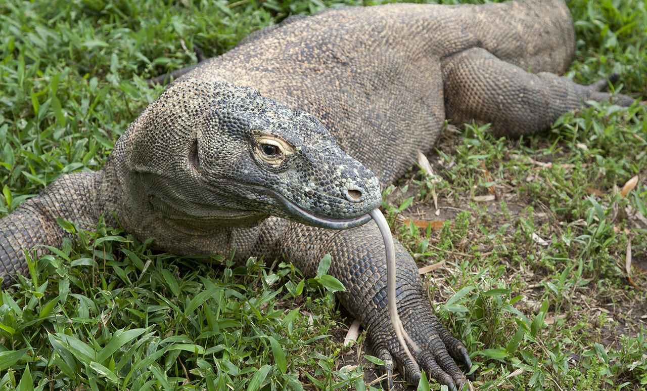 在雅加達什麼地方可看到科莫多龍?di jakarta dimana bisa lihat naga komodo?