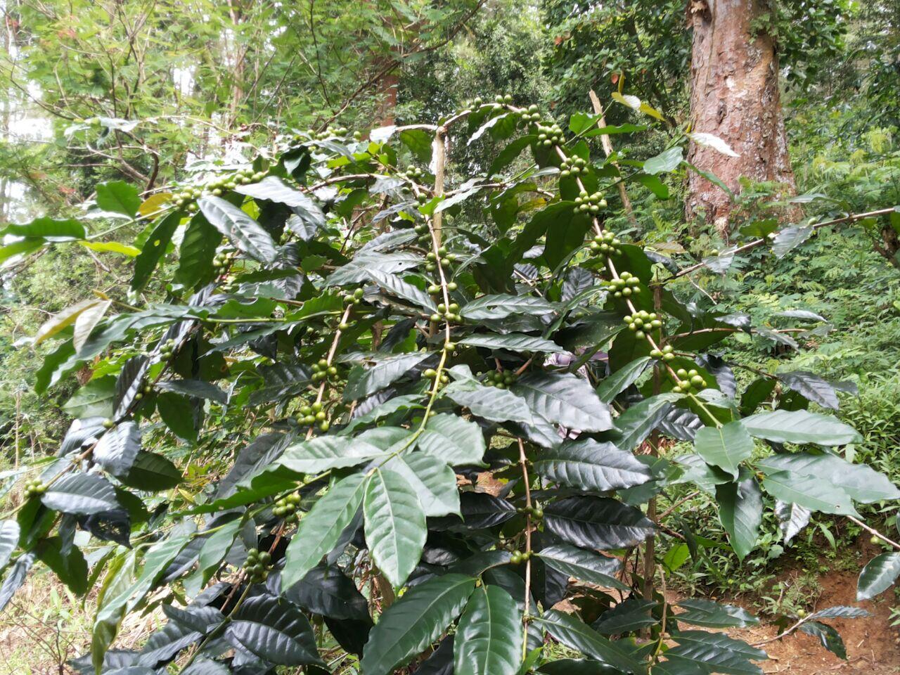 Kebun Kopi di Bogor &#91;Distributor Needed&#93;