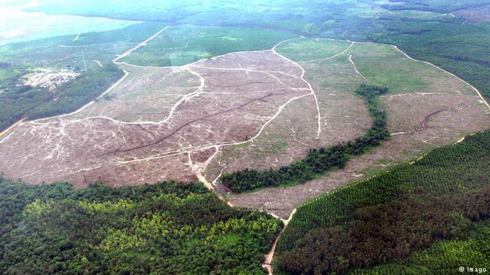 Pengelolaan Oleh Masyarakat, Cara Terbaik Hadapi Penebangan Hutan