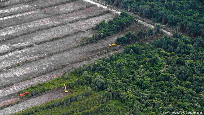 Pengelolaan Oleh Masyarakat, Cara Terbaik Hadapi Penebangan Hutan