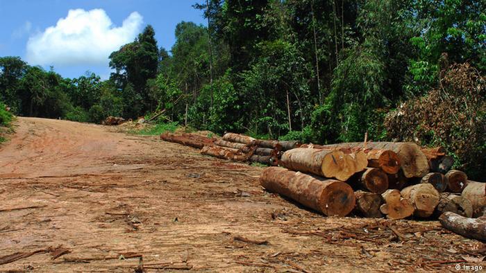 Pengelolaan Oleh Masyarakat, Cara Terbaik Hadapi Penebangan Hutan