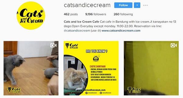 5 Kafe Kucing buat Agan yang Butuh Cat Therapy