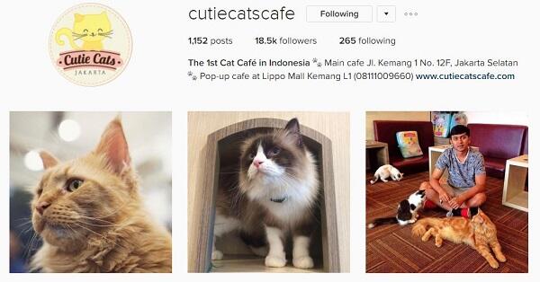 5 Kafe Kucing buat Agan yang Butuh Cat Therapy