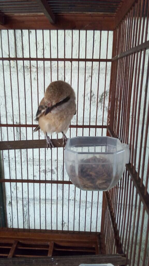 tanya cendet nyepah/muntah | KASKUS