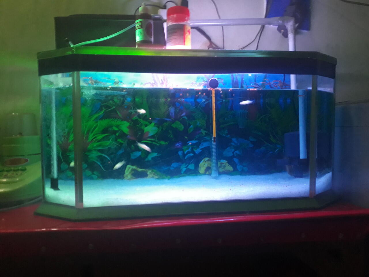 Tanya tentang filter aquarium