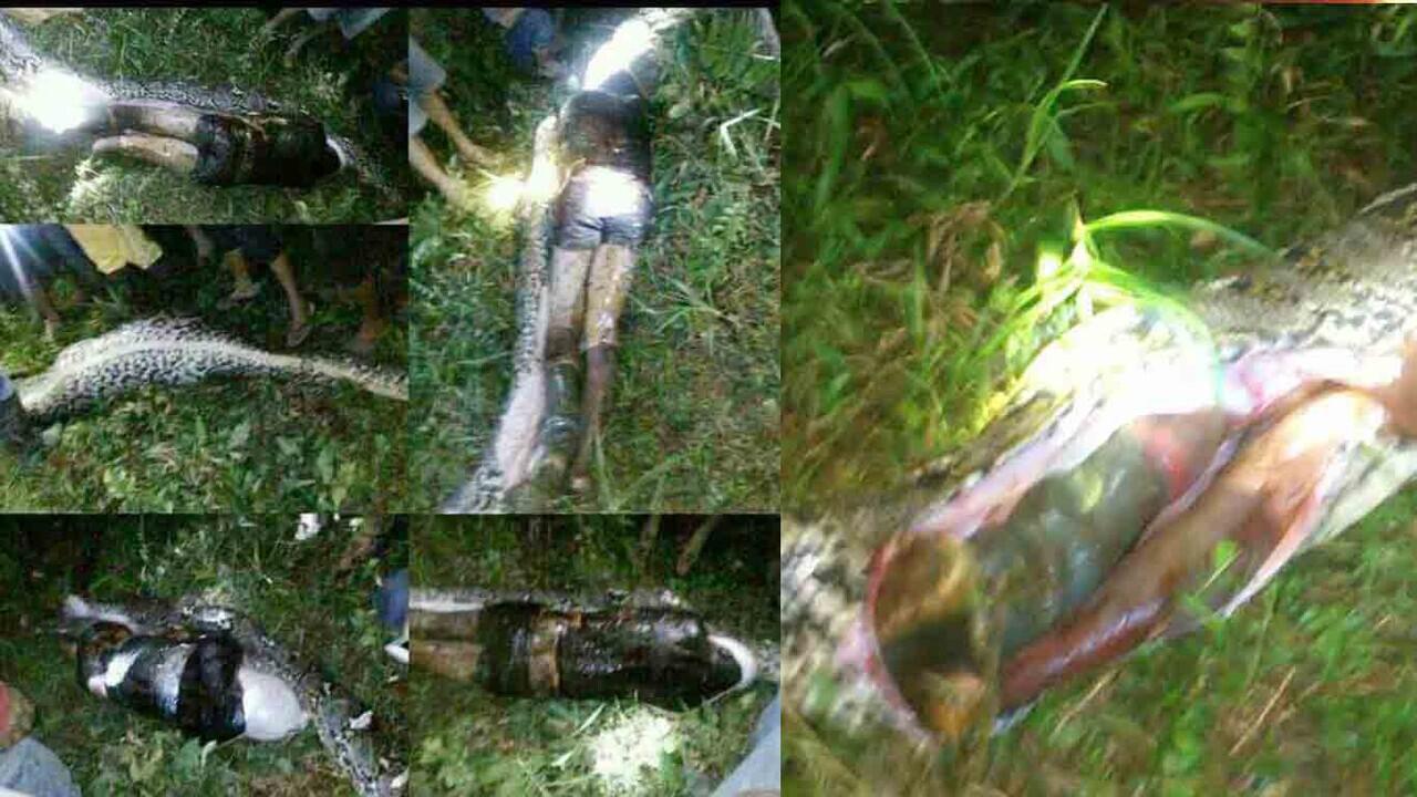 Ditelan Ular Python Sulawesi Barat