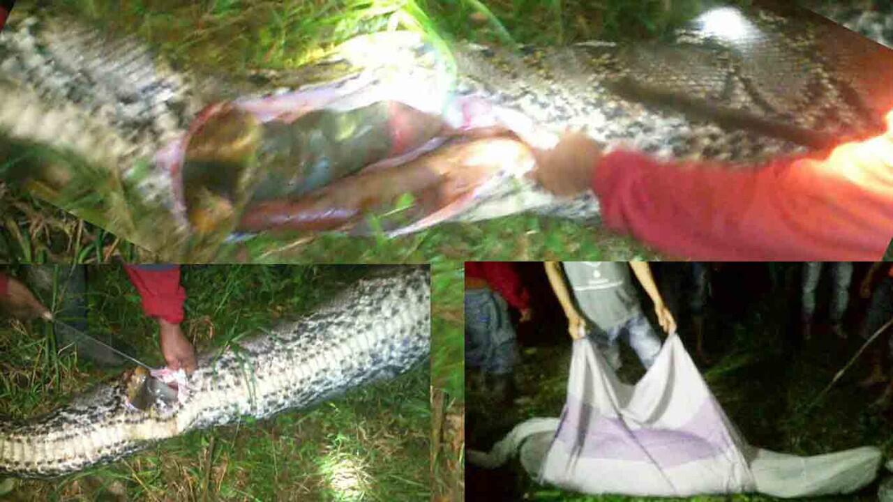 Ditelan Ular Python Sulawesi Barat