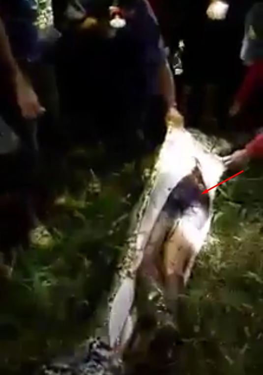 HEBOH! Ular Makan Manusia Hidup Hidup di Sulawei Barat