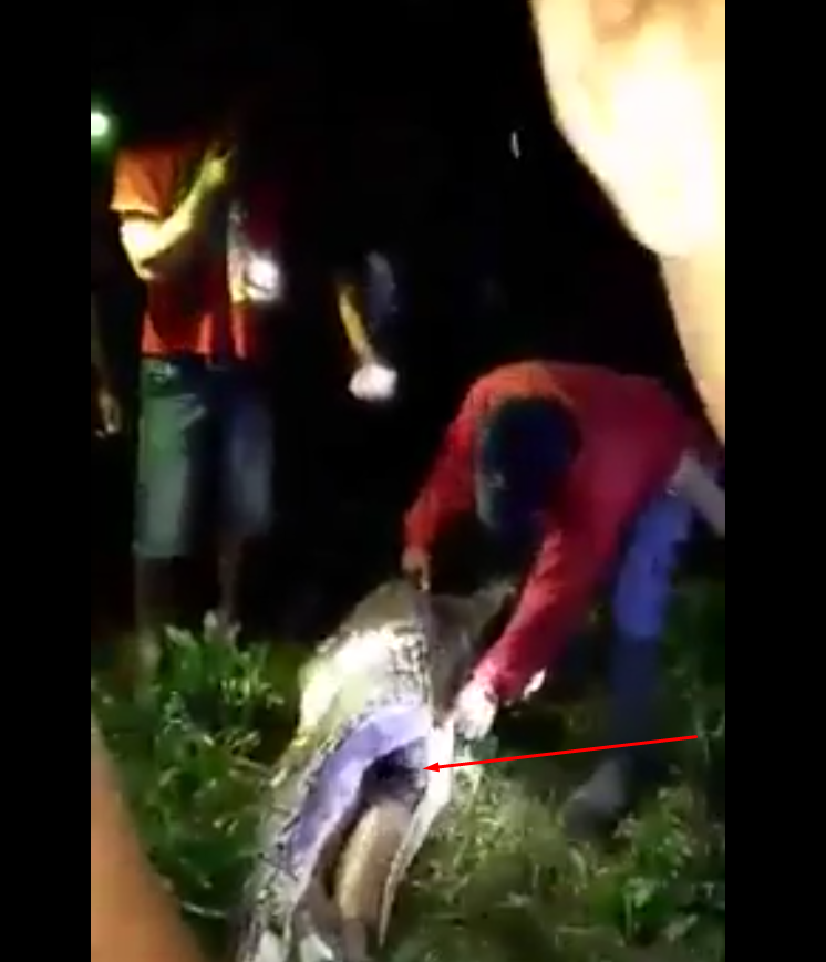 HEBOH! Ular Makan Manusia Hidup Hidup di Sulawei Barat