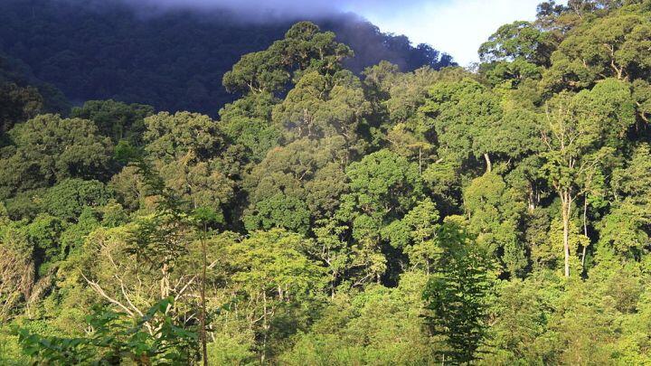 Suku Mante Pernah Ditemukan Tewas Terjerat Perangkap Badak di Leuser