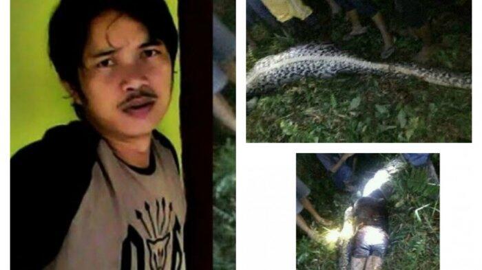 Akbar Ditelan Ular Piton Saat Petik Sawit untuk Biaya Anaknya yang Baru Lahir