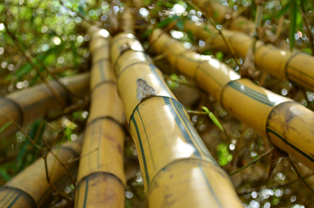 6 Khasiat  Akar Bambu  Kuning  Untuk Kesehatan KASKUS