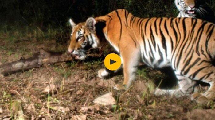 Harapan di Tengah Ancaman Kepunahan Harimau Indocina di Thailand