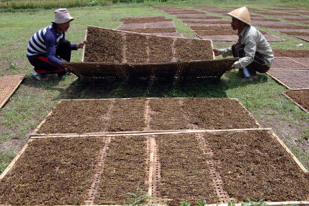 Lawan Impor, Petani Tembakau Kuatkan Data