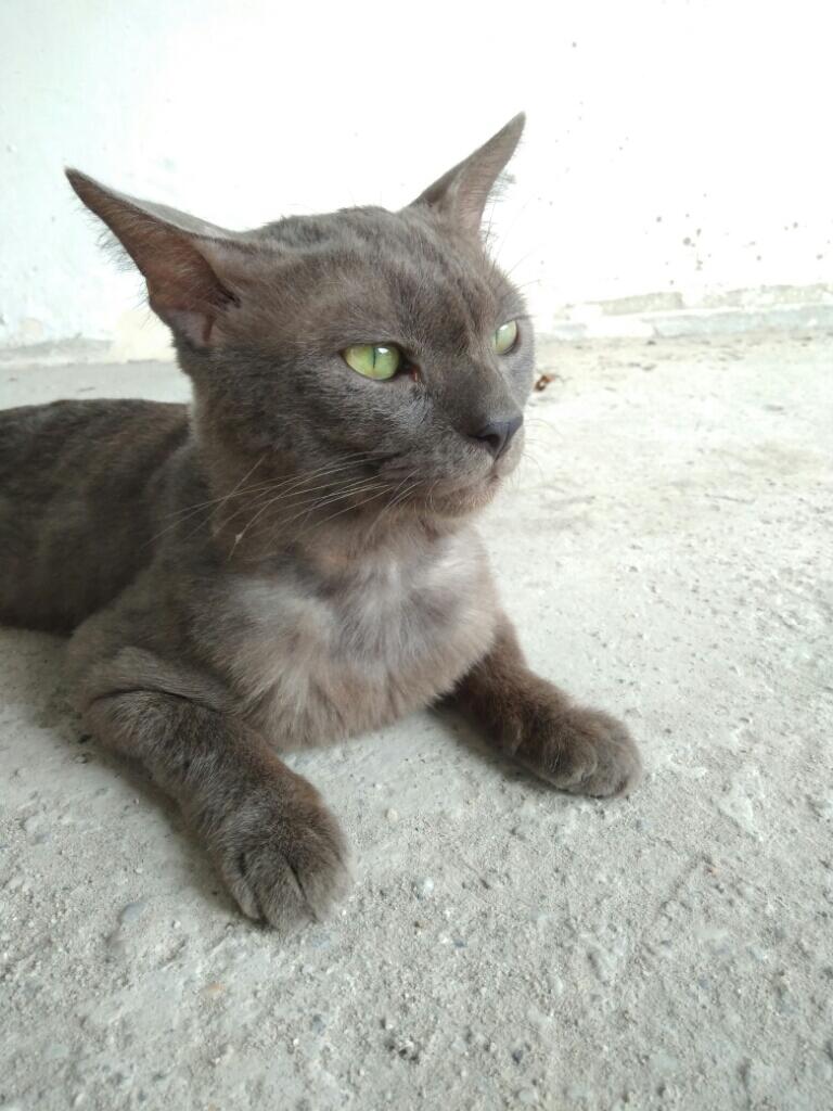 Kucing Russian Blue Asli / Palsu ?