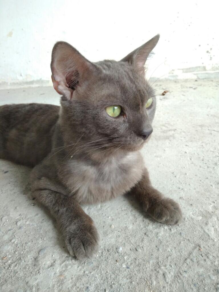Kucing Russian Blue Asli / Palsu ?